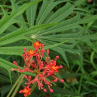 Jatropha multifida L.